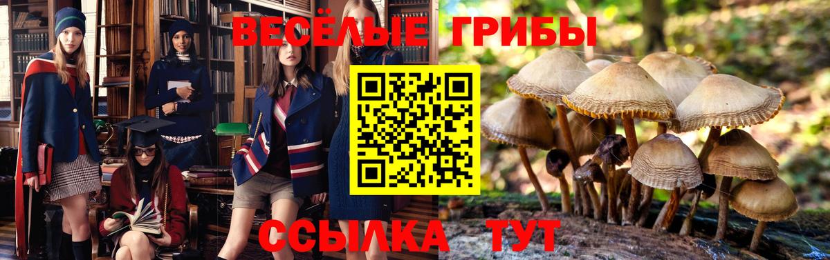 Галлюциногенные грибы Cubensis  продажа наркотиков  Сертолово  Вход с VPN 